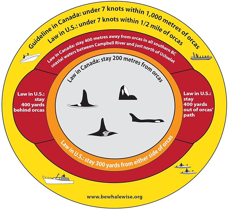 Info graphic communicating the rules around boating near killer whales.