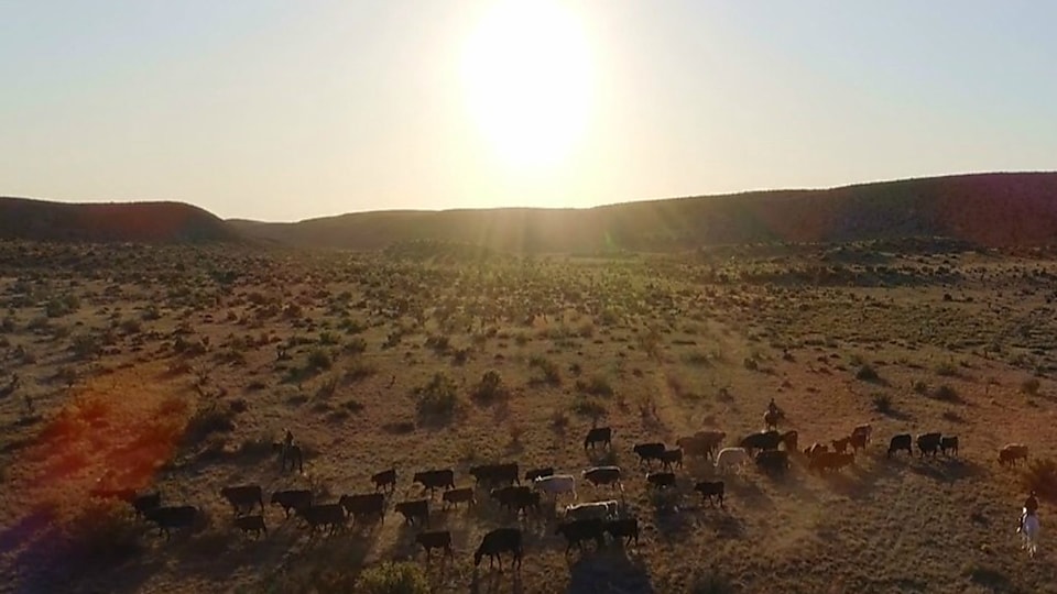 cattle in West Texas