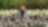 woman posing in a tulip field