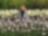 woman posing in a tulip field