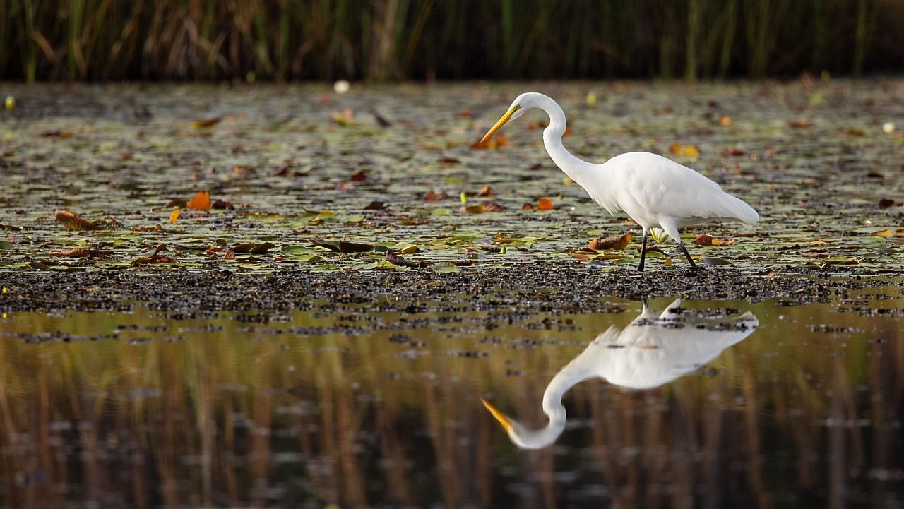 Great egret next to water in coastal Louisiana