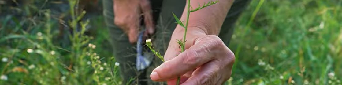 woman in hat in a field of flowers