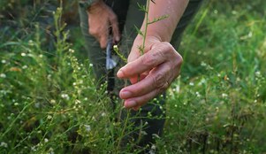 woman in hat in a field of flowers
