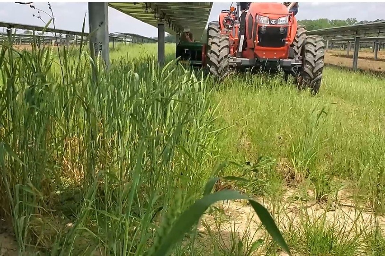 tractor driving between solar panels at Madison Fields.