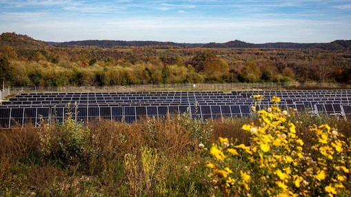 solar panels in the middle of trees