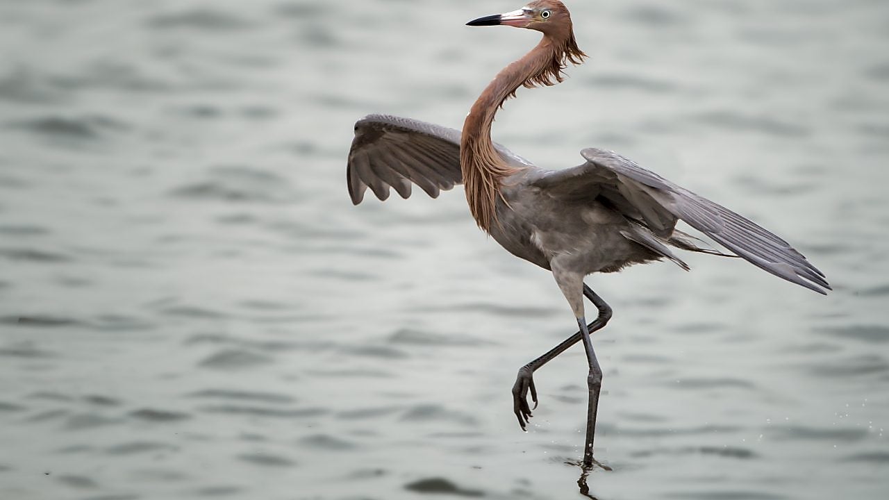 Waterfront wetlands where the sea meets the land in a long embrace