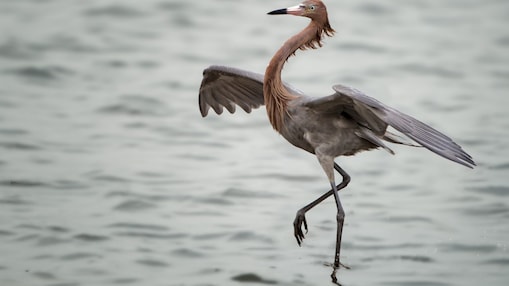 Waterfront wetlands where the sea meets the land in a long embrace