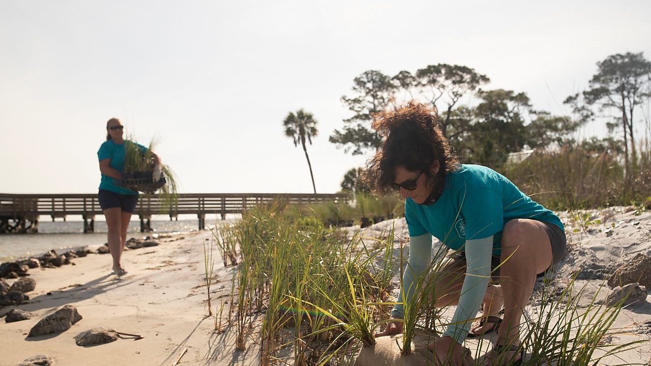  Shell volunteer plants native grasses
