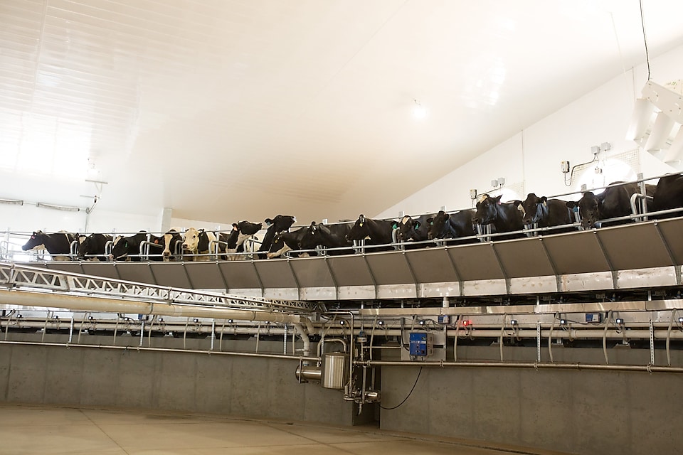 High Plains Ponderosa Dairy, located in Plains, Kansas, milks its cows in a rotary barn, which is a large carousel much like a merry-go-round. The dairy is collaborating with Shell on a greenfield dairy manure to RNG project. Once operational Shell Downstream Galloway is expected to produce more than 500,000 MMBtu a year of negative carbon intensity RNG using cow manure from the dairy.