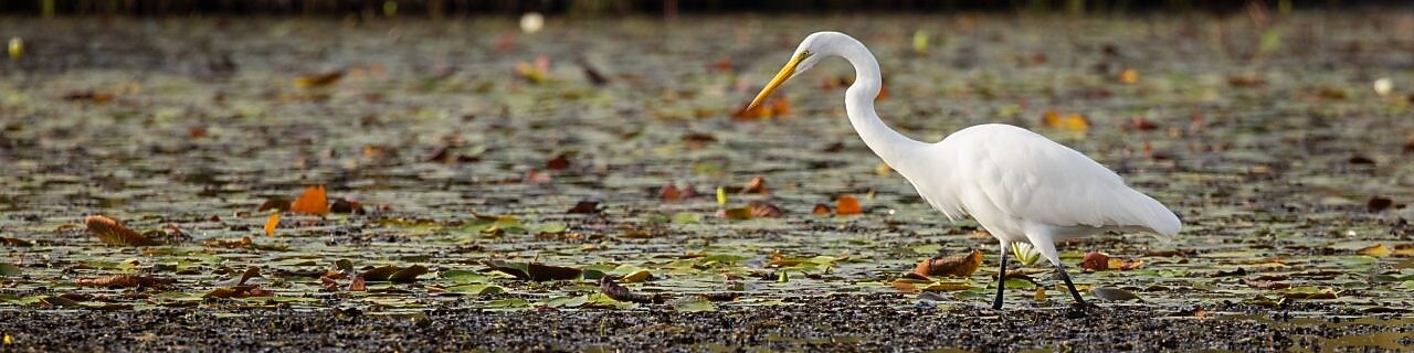 Great egret next to water in coastal Louisiana