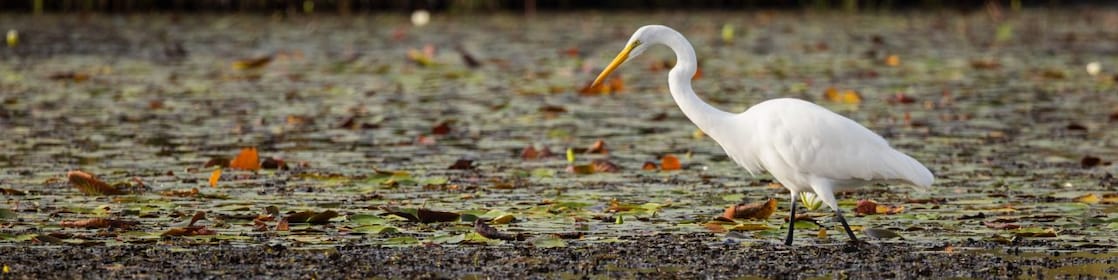 Great egret next to water in coastal Louisiana