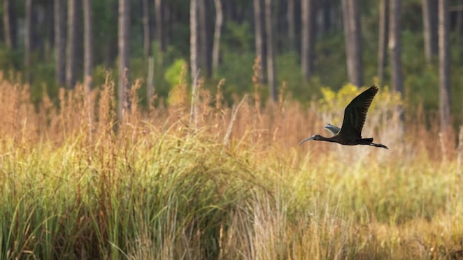 A white-faced ibis in coastal Louisiana. Photo © 2022 NFWF.