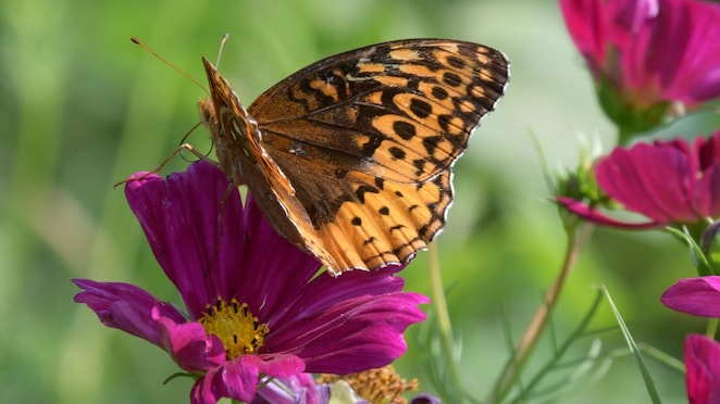 A butterfly lands on purple flower