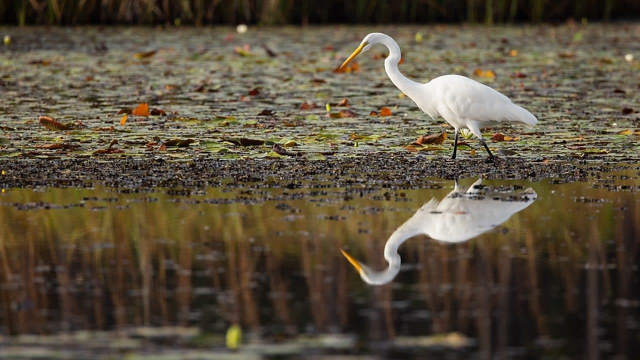 Great egret next to water in coastal Louisiana