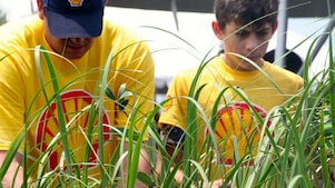 Shell volunteer plants native grasses