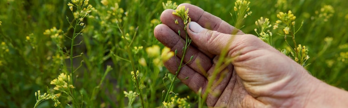 A field of winter camelina crop