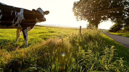 Shell is constructing a dairy manure to renewable natural gas (RNG) facility to be co-located at the Bettencourt Dairies in Wendell, Idaho. Once operational Shell Downstream Bovarius is expected to produce approximately 400,000 MMBtu a year of negative carbon intensity RNG using cow manure from the dairy.