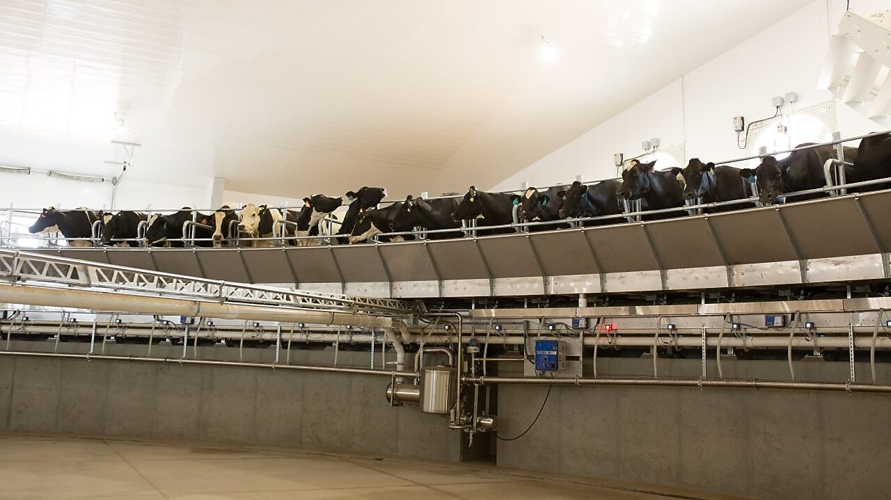 High Plains Ponderosa Dairy, located in Plains, Kansas, milks its cows in a rotary barn, which is a large carousel much like a merry-go-round. The dairy is collaborating with Shell on a greenfield dairy manure to RNG project. Once operational Shell Downstream Galloway is expected to produce more than 500,000 MMBtu a year of negative carbon intensity RNG using cow manure from the dairy.