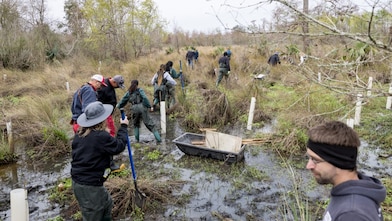 Volunteers plant trees in a muddy wetland, using tools and protective tubes, with a supply boat nearby and others working in the background