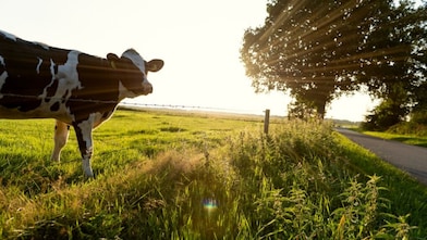 Shell is operating a dairy manure to renewable natural gas (RNG) facility which is co-located at the Bettencourt Dairies in Wendell, Idaho. Shell Downstream Bovarius is estimated to produce approximately 400,000 MMBtu a year of negative carbon intensity RNG using cow manure from the dairy.