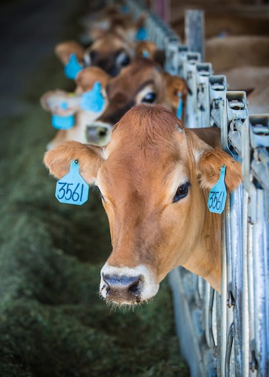 Bettencourt Dairy in Wendell, Idaho