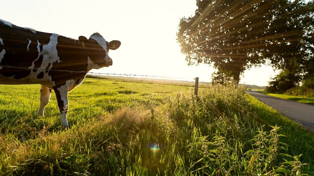 Shell is constructing a dairy manure to renewable natural gas (RNG) facility to be co-located at the Bettencourt Dairies in Wendell, Idaho. Once operational Shell Downstream Bovarius is expected to produce approximately 400,000 MMBtu a year of negative carbon intensity RNG using cow manure from the dairy.