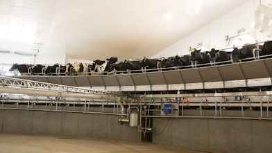 High Plains Ponderosa Dairy, located in Plains, Kansas, milks its cows in a rotary barn, which is a large carousel much like a merry-go-round. The dairy is collaborating with Shell on a greenfield dairy manure to RNG project. Shell Downstream Galloway is estimated to produce more than 500,000 MMBtu a year of negative carbon intensity RNG using cow manure from the dairy.