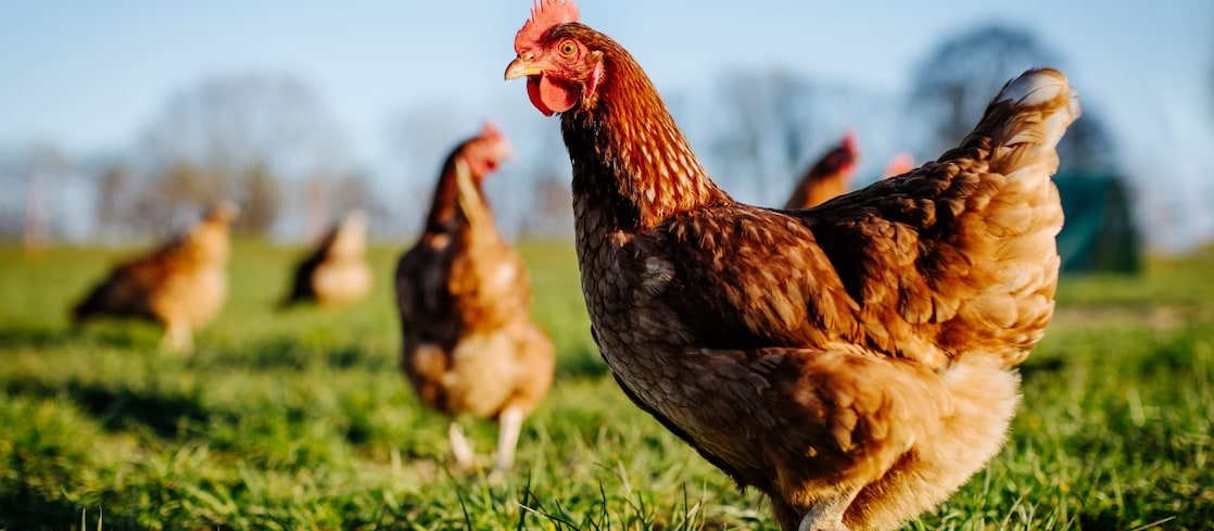 Chickens