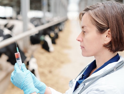 animal vaccine adjuvants