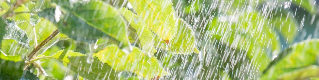 Crops in rain