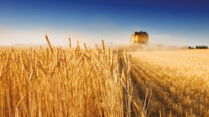Combine harvester, harvesting half a field of crops