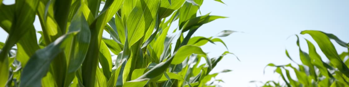 Crops