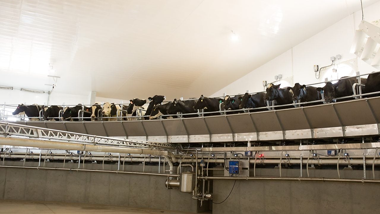 High Plains Ponderosa Dairy, located in Plains, Kansas, milks its cows in a rotary barn, which is a large carousel much like a merry-go-round. The dairy is collaborating with Shell on a greenfield dairy manure to RNG project. Once operational Shell Downstream Galloway is expected to produce more than 500,000 MMBtu a year of negative carbon intensity RNG using cow manure from the dairy.