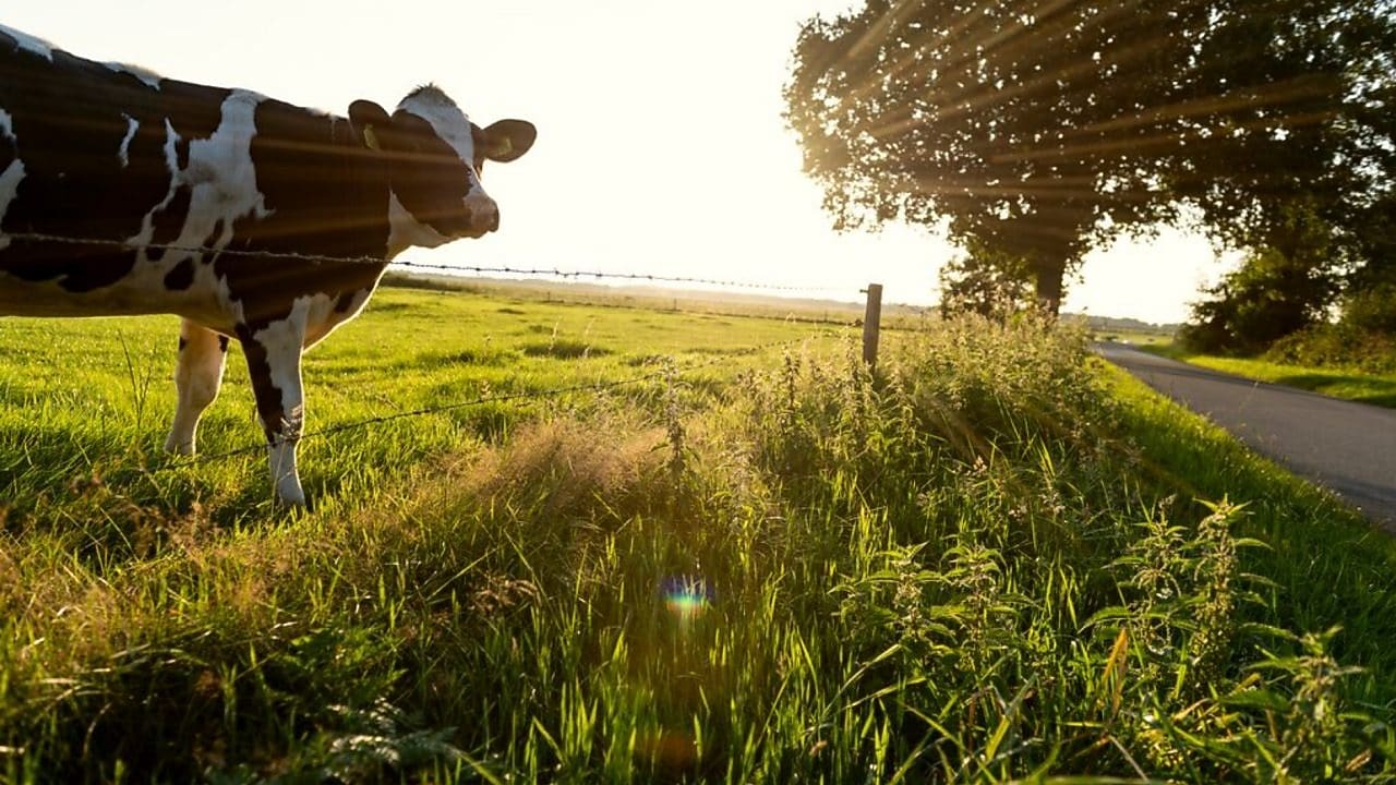 Shell is constructing a dairy manure to renewable natural gas (RNG) facility to be co-located at the Bettencourt Dairies in Wendell, Idaho. Once operational Shell Downstream Bovarius is expected to produce approximately 400,000 MMBtu a year of negative carbon intensity RNG using cow manure from the dairy.