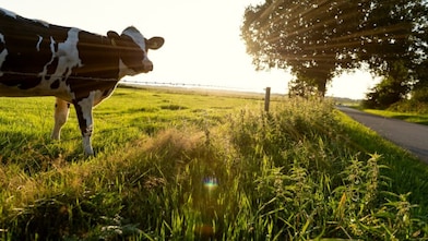 Shell is constructing a dairy manure to renewable natural gas (RNG) facility to be co-located at the Bettencourt Dairies in Wendell, Idaho. Once operational Shell Downstream Bovarius is expected to produce approximately 400,000 MMBtu a year of negative carbon intensity RNG using cow manure from the dairy.
