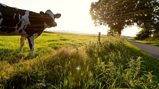 Shell is constructing a dairy manure to renewable natural gas (RNG) facility to be co-located at the Bettencourt Dairies in Wendell, Idaho. Once operational Shell Downstream Bovarius is expected to produce approximately 400,000 MMBtu a year of negative carbon intensity RNG using cow manure from the dairy.