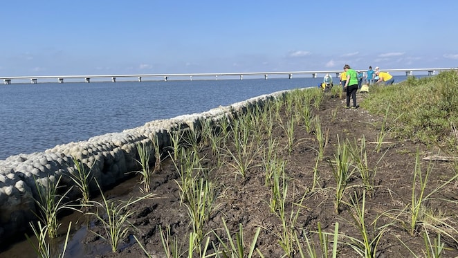 Newly planted cordgrass next to Natrx exoforms at the Second Turn project in South Lafourche Levee District