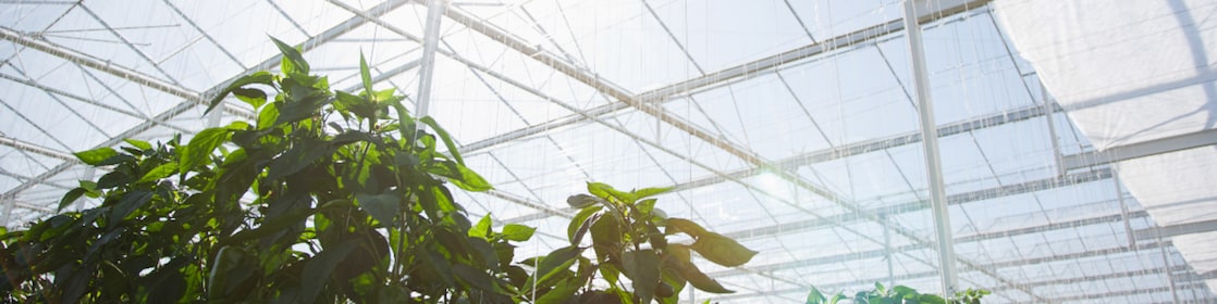 Greenery outside glass building
