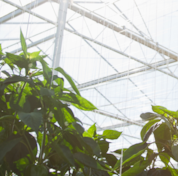 greenery outside glass