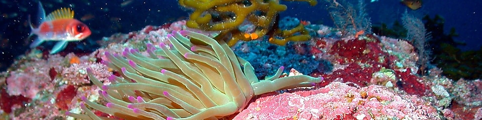 Shell conservation activities pink stone under sea water