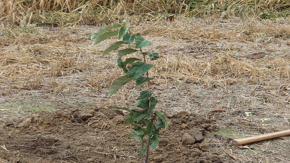 A freshly planted Chestnut in Pennsylvania