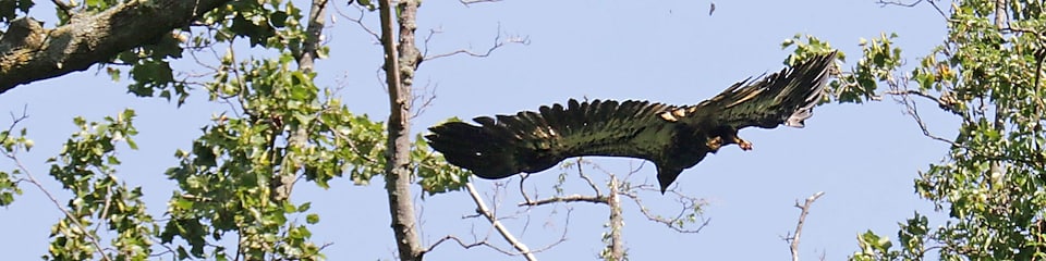 Eagle flying past tree