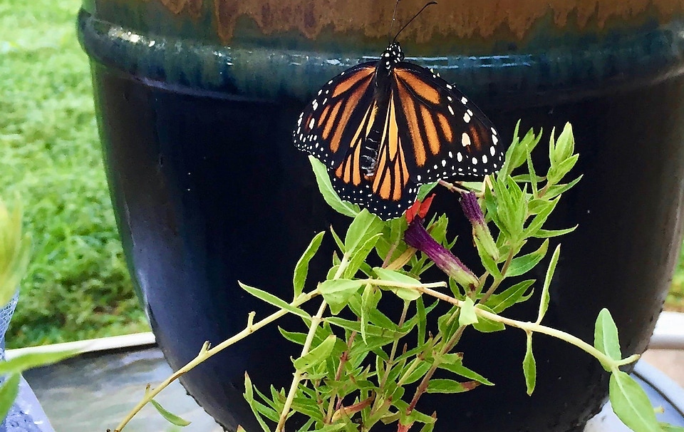 monarch on a patio plant