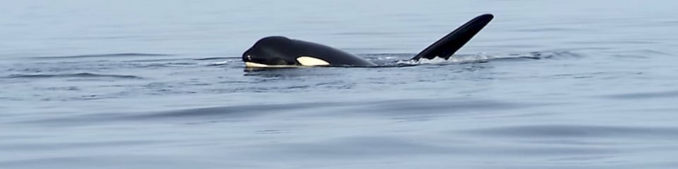 Shell aids recovery of killer whales