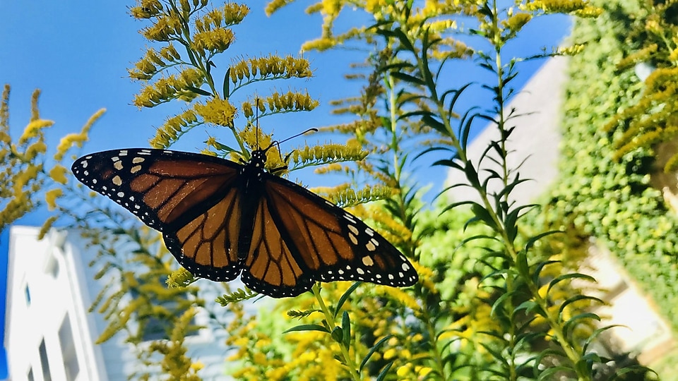 What is your favorite fruit or vegetable? It might exist without the efforts of monarch and other pollinators.
