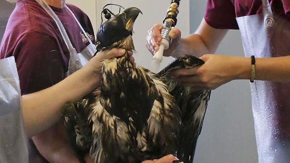 Members of Tri-State Bird Rescue & Research, clean a bald eagle