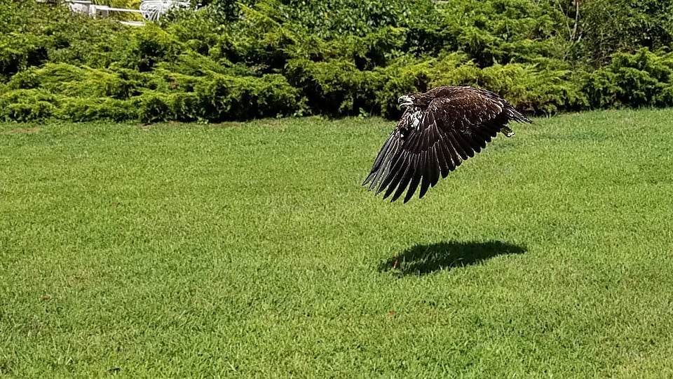 cleaned and rehabilitated bald eagle released
